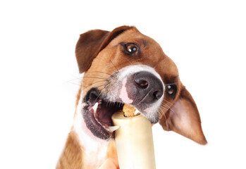 Dog taking beef bone with tilted head. Cute puppy dog eating real bone stuffed with salmon. Natural dental health and mental enrichment. Female Harrier dog. Selective focus. White background.