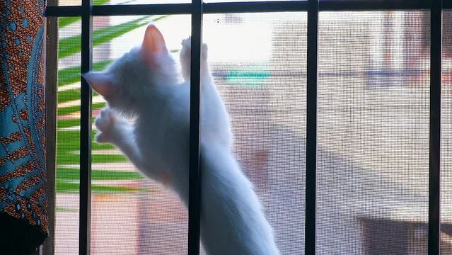 Charming white cat playing in window. white cat closeup.