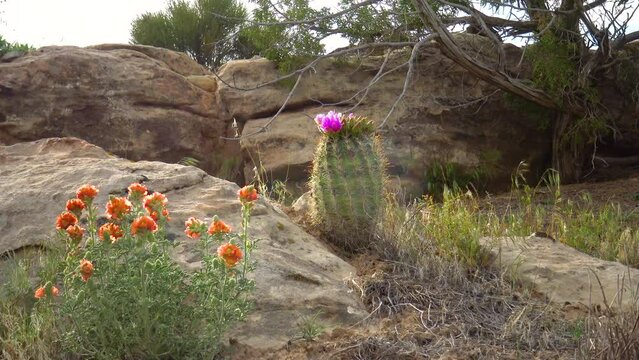 Flowering cactus plants (Sclerocactus parviflorus) and hedgehog cactus  in Canyonlands National Park, Utha