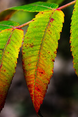 Leaves chaning colors during the fall in Canada