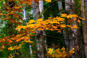 Maple leaves changing color