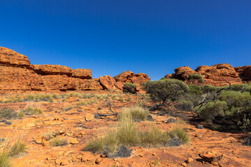 Naklejka premium Kings Canyon, Northern Territory, Australia with green bush and flowers
