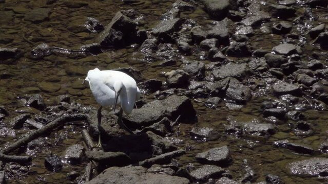 Little Egret (Egretta garzetta) hunting for fis between rocks in a shallow river. Kent, UK.
