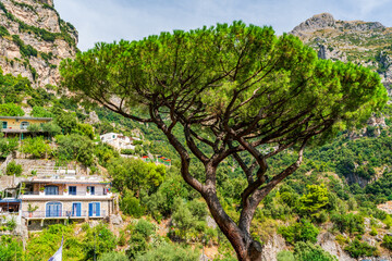 Fototapeta na wymiar Stone pine tree in Positano - picturesque village on Amalfi coast in Campania, Italy