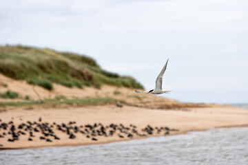 An arctic tern, flying in front of a beach colony of eider ducks in Newburgh, Aberdeenshire, Scotland