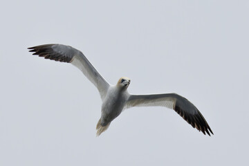 Fototapeta na wymiar A Gannet seabird flying over the sea in the Shetlands