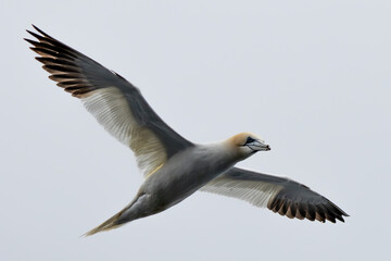 A Gannet seabird flying over the sea in the Shetlands