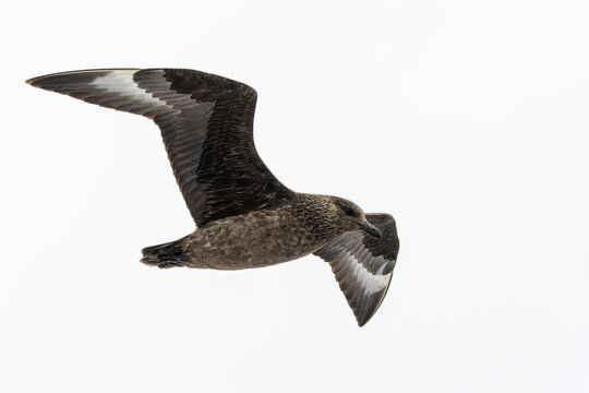A great skua in flight over the sea in the Shetlands