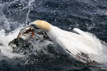 A Gannet seabird catching a fish in the sea in the Shetlands