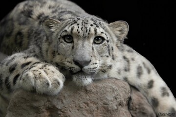 Closeup of a leopard cub in grayscale