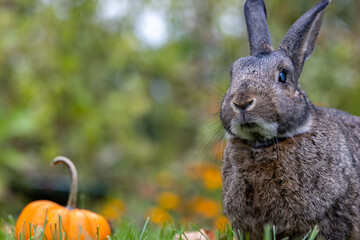 Small grey rabbit in fall garden with pumpkin soft bokeh background copy space