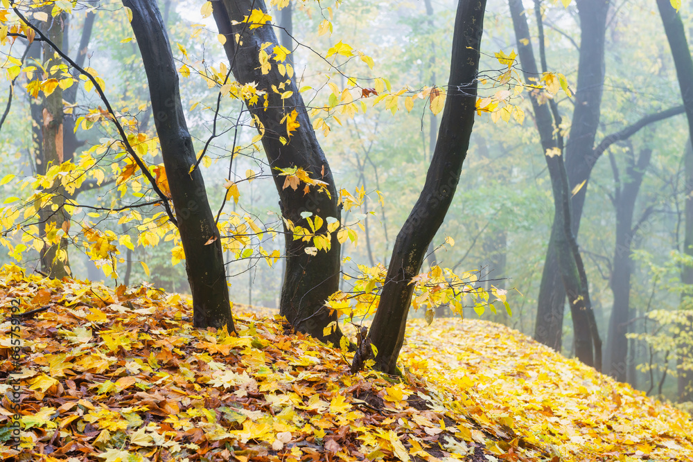 Poster beautiful autumn forest