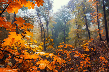 Naklejka na ściany i meble Scenic maple forest in autumn