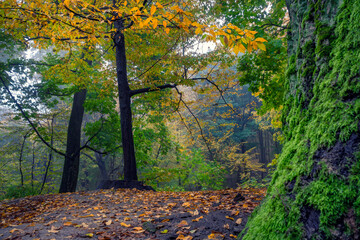 Tranquil autumn forest