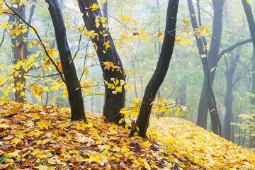 Beautiful autumn forest
