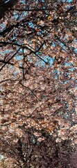 Flores rosas y blancas de árbol de cerezo, con el cielo de fondo.