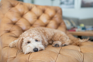 Goldendoodle Puppy on Leather Chair Relaxing 