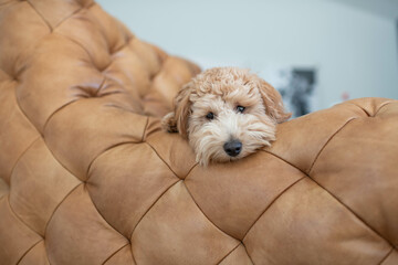 Goldendoodle Chair Relaxing Sweet Face 