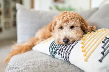 Poster Goldendoodle puppy being cute on pillow © kimberlywalla