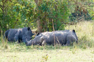 sleeping rhino in the grass