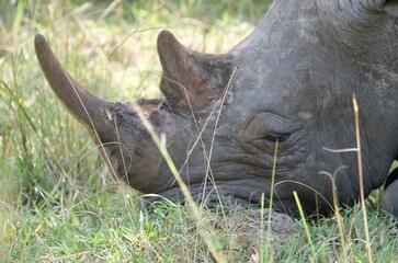rhino in grass © Thomas