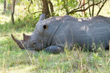 rhino in the wild © Thomas