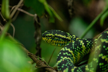 Wagleri's Viper (Tropidolaemus wagleri) in the forest