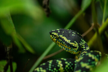 Wagleri's Viper (Tropidolaemus wagleri) in the forest