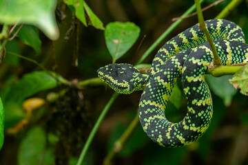 Wagleri's Viper (Tropidolaemus wagleri) in the forest