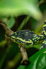 Wagleri's Viper (Tropidolaemus wagleri) in the forest