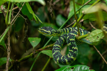 Wagleri's Viper (Tropidolaemus wagleri) in the forest