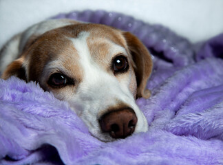 Beagle en un día frio con cobija morada