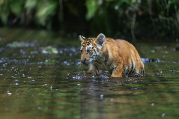 Beautiful cub of Bengal tiger is walking in the river in the rays of sunlight. 