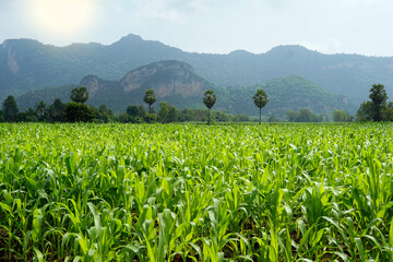 Green field view of corn, sugar palm trees and mountains in the background. Corn is a Thai economic crop which is the main raw material in the animal feed industry.