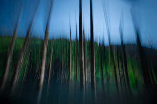 abstract image of trees in a lake, kaindy lake, kazakhstan