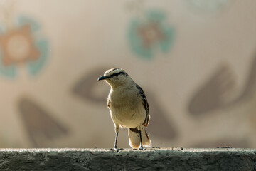 bird on a fence