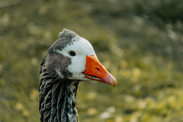 portrait of a goose