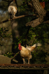 set of roosters climbing on a tree