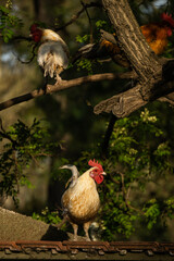 set of roosters climbing on a tree