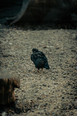 bird on the ground