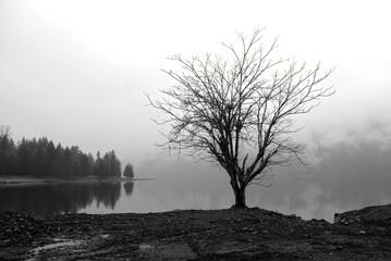 Lone tree near lake in very heavy fog, very atmospheric