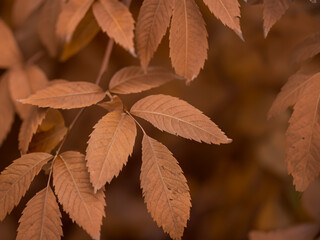 Fototapeta na wymiar autumn leaves on the tree, brown background 