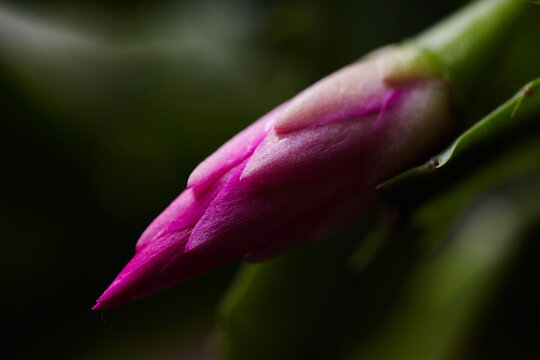 Closeup of Houseplant schlumbergera with pink flowers, parent of Christmas cactus or Thanksgiving cactus.