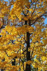 Maple leaves on a tree branch in autumn against blue sky. Fall season in a forest