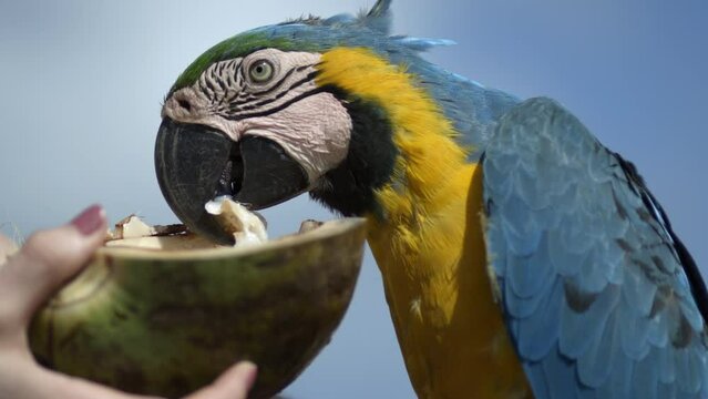 Parrot eating a coconut while a woman holds it for him