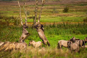 Free-ranging Koniks in the Geltinger Birk nature reserve on the Baltic Sea in Germany. © Bernhard