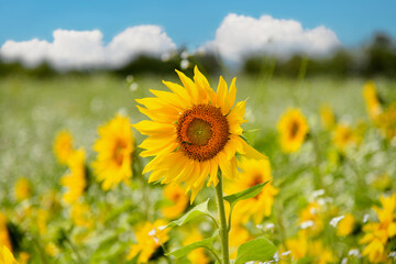 Obraz premium Sonnenblume