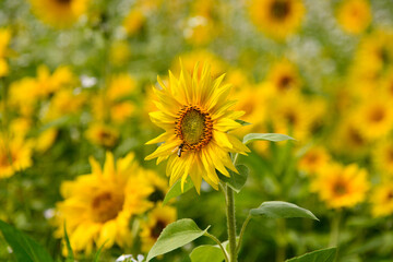 Obraz premium Sonnenblume