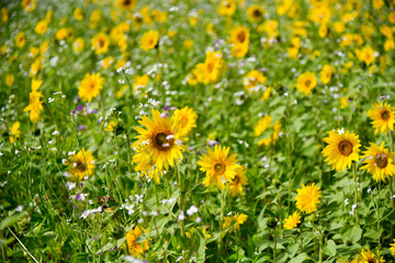 Obraz premium Sonnenblume