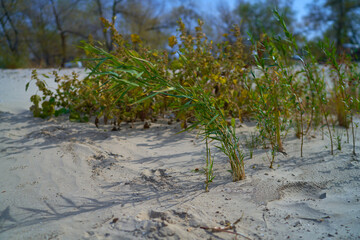 green reeds growing on the river bank